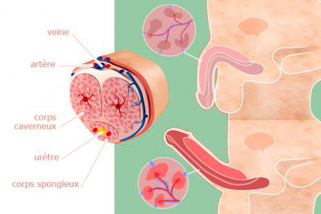 Anatomie du pénis